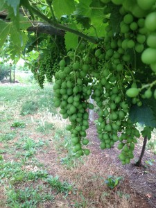 Valpolicella2014 064