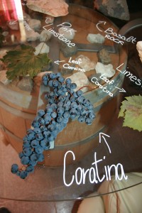 IMG_0464_bbb